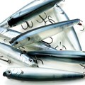 Isca Lucky Craft Gun Fish 115 Ghost Blue Shad 237