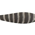 Isca NS Zangarilho Kurokawa 2,3g 5,8cm - Cor #12 Zebra